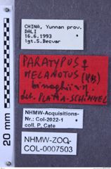 Etiketten zu Melanotus binaghii (NHMW-ZOO-COL-0007503)